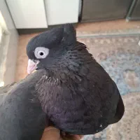 ماده زاغ سیاه آبادان دوتا