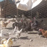 مرغ خروس اردک