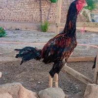 خروس لاری