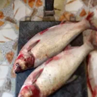 ماهی غزل تازه تازه سایز ۳کیلو.سبد کالا
