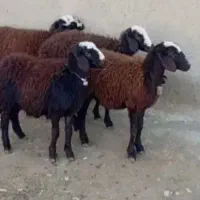 گوسفند زنده با قصاب