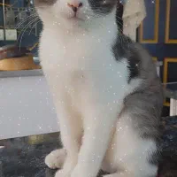 واگذاری بچه گربه