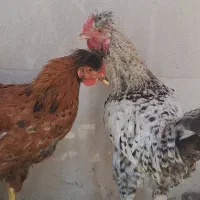 مرغ و خروس ناز پرورده