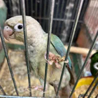 گرینچیک فیروزه آیی