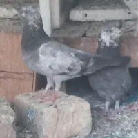 کفتر
