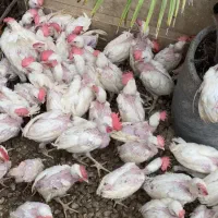 فروش یک جا جوجه ۴ ماه تخمگذار