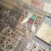 عروس هلندی