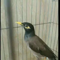 مینای سخن گو