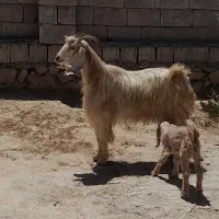 بز کهره دار