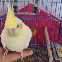 عروس هلندی|پرنده|چترود, |دیوار