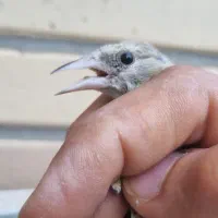 سهره