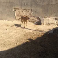 سگ سرابی