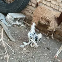 جوجه  سلطانی