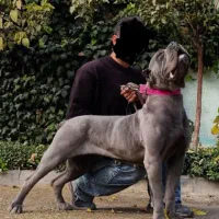 سگ کنکورسو (ماستیف غول پیکر ایتالیایی)