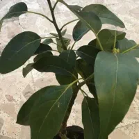 فروش نهال اوکادو