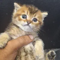 بریتیش بلک گلد