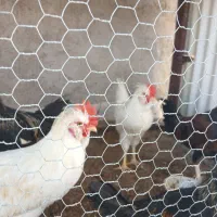 خروس