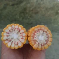 ذرت علوفه ای سیلو خوراک دام یونجه کلش