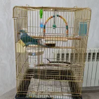 طوطی راهب فیروزه ای