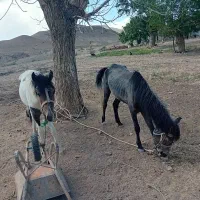 اسب|اسب و تجهیزات اسبسواری|سمنان, |دیوار