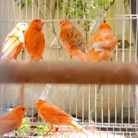 قناری موزاییکی رد فاکتور اورجینال نر