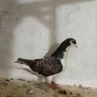 کبوتر سادهبا