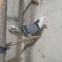 کفتر پرشی
