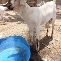 نر صومال