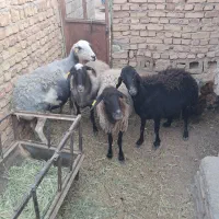 فروش شیر گوسفندی