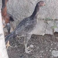 جوجه لاری 5 ماهه و 60ماهه دانگ بالا