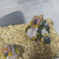 جوجه طوطی خورشیدی نرمخور دونخور دستی