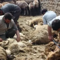 پشم گوسفندی