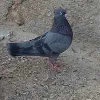 کبوتر