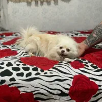 سگ پامرین اصل