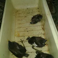 جوجه مینا