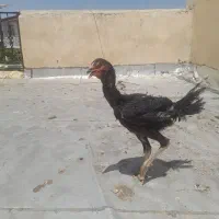 مرغ لاری