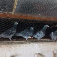 کبوتر المانی مسافتی چاپی قاره پیما