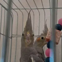 جفت عروس هلندی