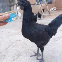 دانه ای ۳ تومن