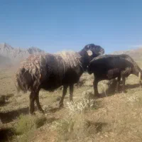 قوچ|حیوانات مزرعه|موگوئی, |دیوار