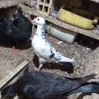 ویشی