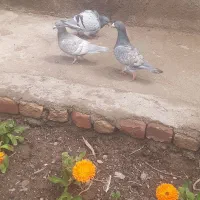 نرو ماده طاووسی آلمان