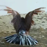 کبوتر گنجه بر