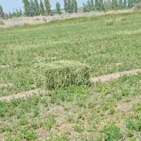 بیده یونجه