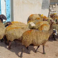 ۲۸ راس میش و گوسفند جوان با بره درشت پاییزه