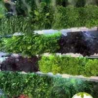 قورمه سبزی ، سبزی آش ، سبزی خوردن