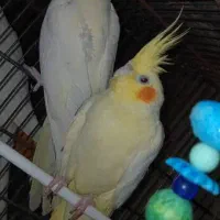 یک جفت عروس ویک نر تک