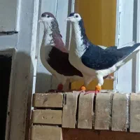 نرو ماده چپ سیاه و سرخ