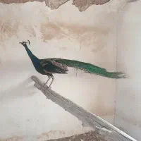 طاووس مصری نر (۵ساله)