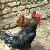 خروس جوان اذان گو تپل نطفه دارودو تا مرغ تخم گذار